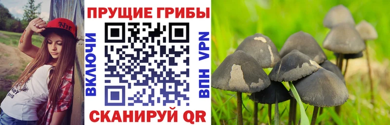 Галлюциногенные грибы GOLDEN TEACHER  блэк спрут ССЫЛКА  это клад  Минусинск 